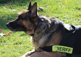 Forgotten Police Dog Died After 13 Hours in a Car