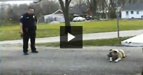 Missouri Cop Shoots Calm And Friendly Dog For No Reason