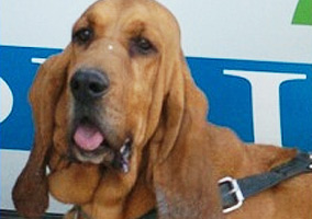 K9 Police Dog Died After Being Forgotten In Squad Car