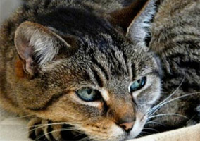 Police Kill Pet Cat, Family Lobbies For Policy Change