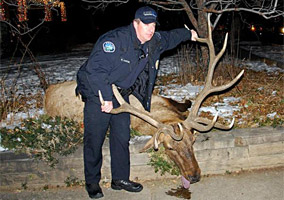 Two Boulder Officers Resign Over Elk Shooting