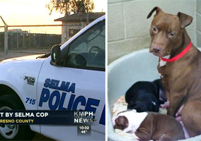 Cops Kill 5 Caged Dogs at Animal Shelter