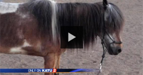 Caught In A Lie: Police Murdered Family's Beloved Pony And Claimed It Was Hit By A Car